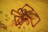 Fossil Fly (Diptera) & Spider (Aranea) In Baltic Amber #50649-1